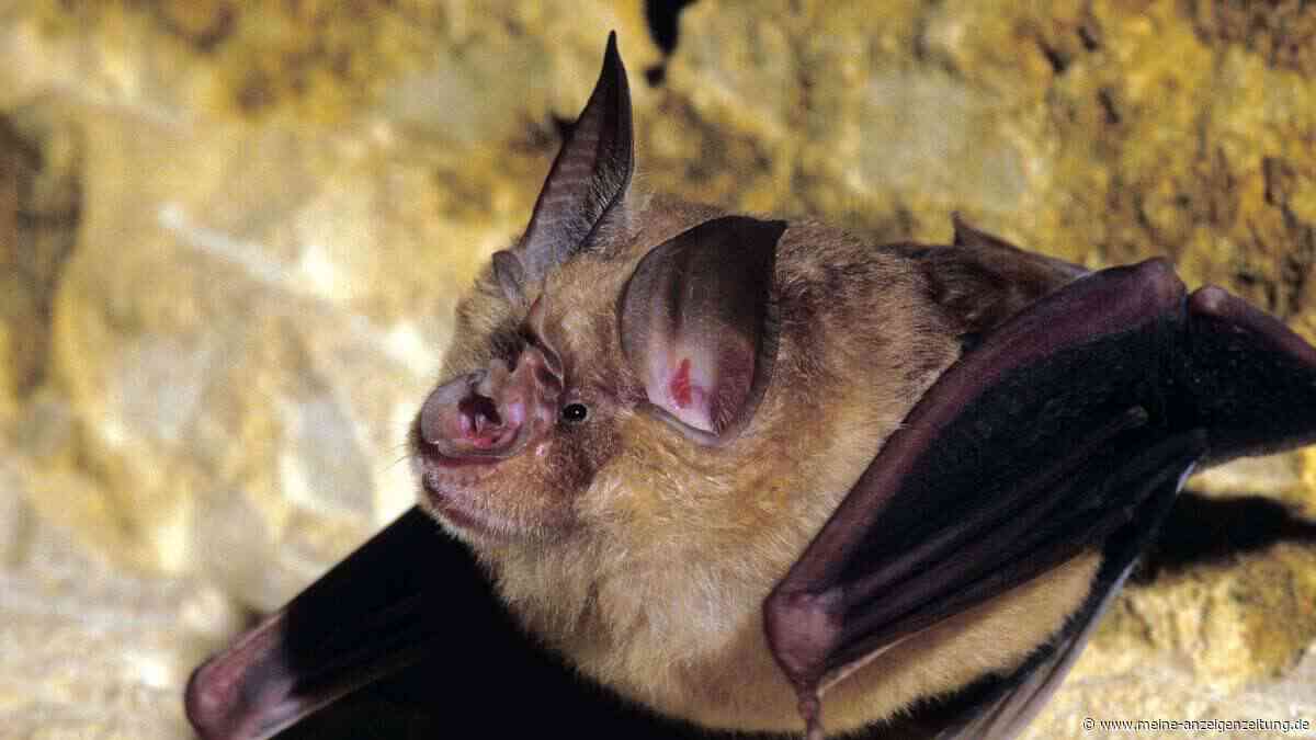 Winzige Veränderung macht Fledermaus-Coronavirus für Menschen gefährlich