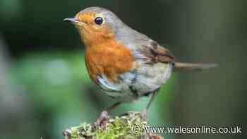 Robins 'need help next week' but gardeners told 'don't put 1 item out'