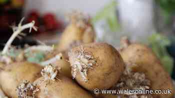 Potatoes will stay sprout-free for 'months' by storing them with 1 fruit
