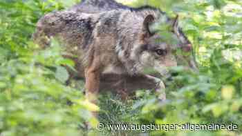 Wolf bei Mering gesichtet? Video führt zu Spekulationen in der Region Augsburg