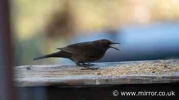 Songbirds like blackbirds 'need help' next week - but gardeners told 'don't do one thing'