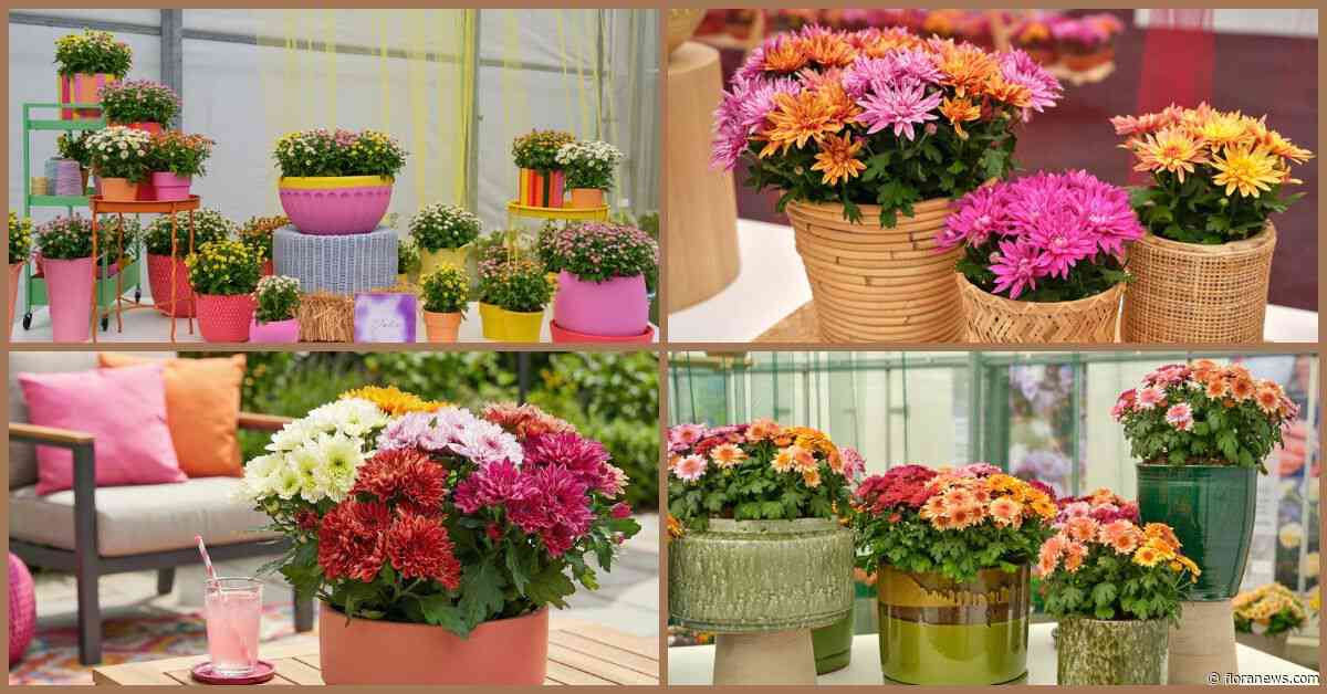 Royal Van Zanten introduceert vier nieuwe potchrysantconcepten