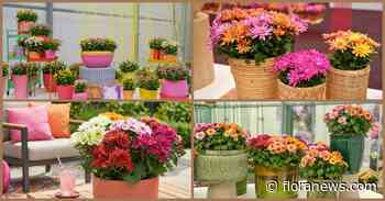 Royal Van Zanten introduceert vier nieuwe potchrysantconcepten