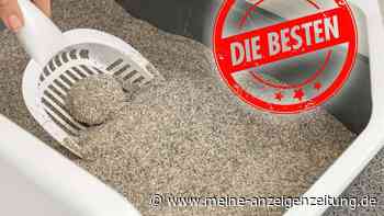 Diese Produkte überzeugen im Katzenstreu-Test