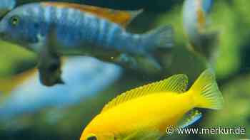Diese 3 Fehler machen fast alle Aquaristik-Anfänger – und kosten Fische das Leben
