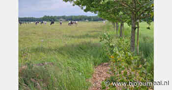 Agroforestry Netwerk Overijssel wil 10 kilometer voederhaag realiseren in drie jaar