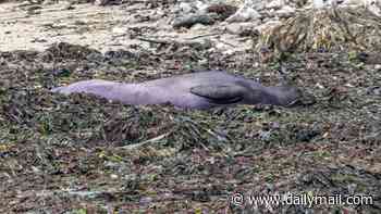 Locals baffled after spotting a large PURPLE seal on beach in California