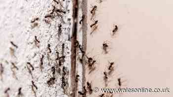 Keep ants away from your home by sprinkling £1 item on the floor — not salt