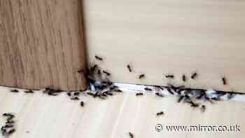 Ants will stay away from your home if £1 item is sprayed on windows and doors