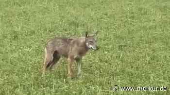 „Vieles spricht dafür“: Spekulationen um Sichtung eines Wolfs in Bayern