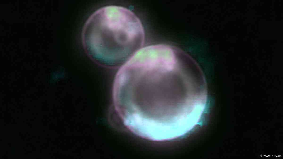 Schritt zu synthetischem Leben?: Erstmals künstliche, sich teilende Zelle im Labor erzeugt