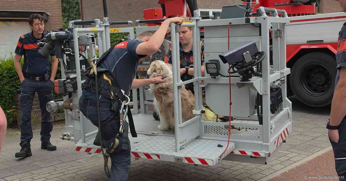 Hond Pim gered uit dakgoot door brandweer