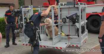 Hond Pim gered uit dakgoot door brandweer