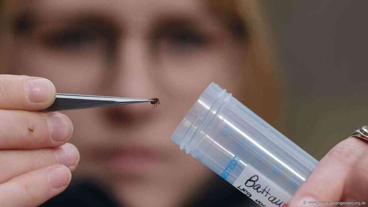 „Hundemalaria“ immer häufiger: Blutparasit breitet sich in Deutschland aus