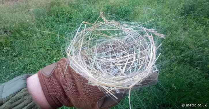 Birds in Ukraine are making ‘apocalyptic’ nests out of fibre optic cables