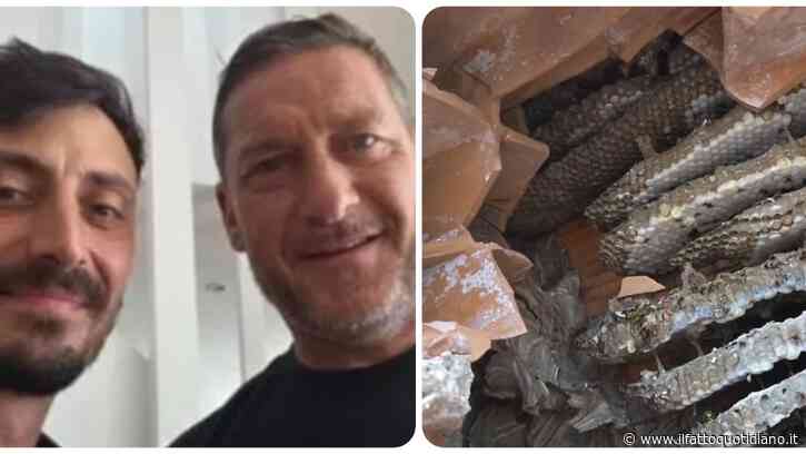Nido di oltre 2mila vespe germaniche nella casa di Francesco Totti e Noemi Bocchi: il sopralluogo del disinfestatore e la rimozione della colonia