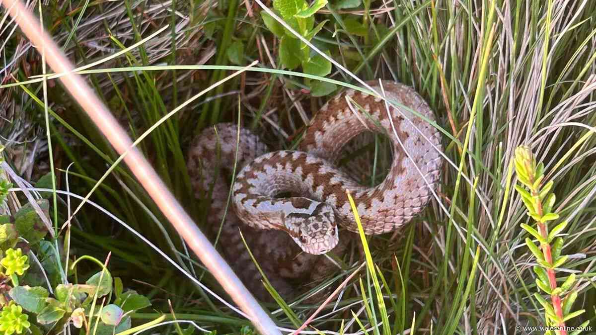 Woman shares warning after shocking encounter with snake at Welsh beauty spot