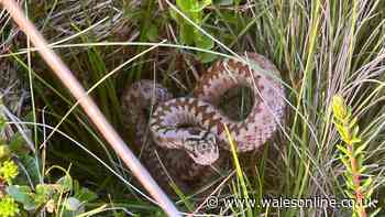 Woman shares warning after shocking encounter with snake at Welsh beauty spot