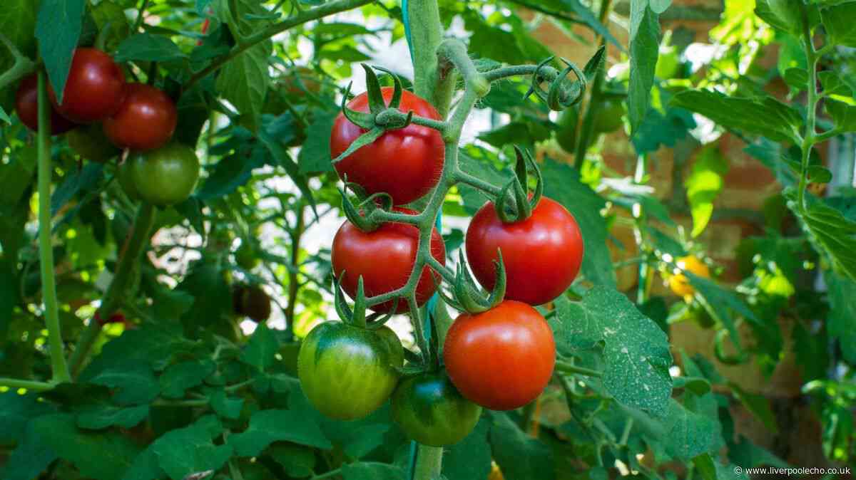 Anyone with tomato plants urged to feed them 1 common bathroom item that makes them thrive