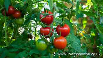 Anyone with tomato plants urged to feed them 1 common bathroom item that makes them thrive