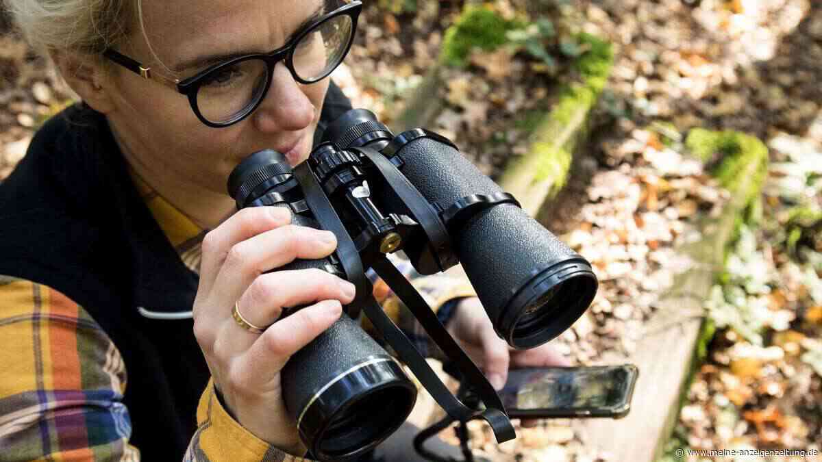 Birding boomt: Drei Tipps für Einsteiger