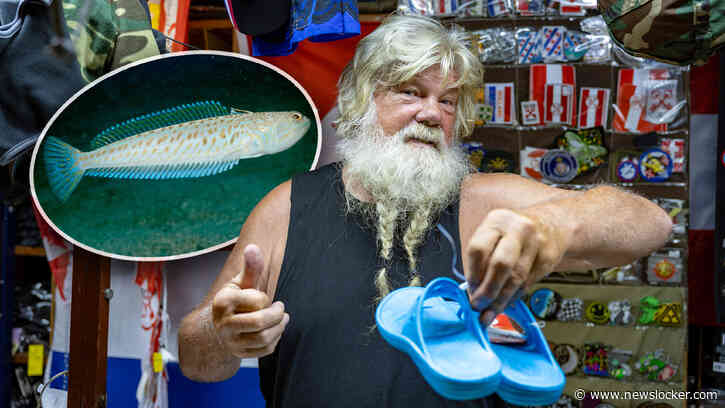 Strandgangers massaal aan plastic sandalen vanwege giftige grote pieterman: ’Beter voor lul lopen dan een steek’