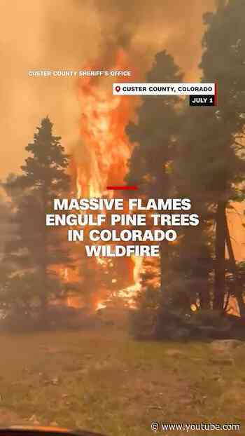 Massive flames engulf pine trees in Colorado wildfire