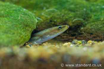 Thousands of fish, including endangered eels, die as pollution chokes London river