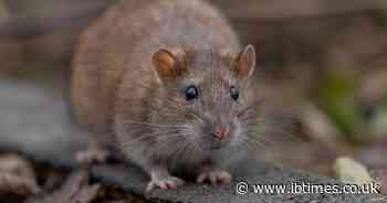Rats Ate His Face: Tenant Complained to Landlord of Rodent Infestation for Months Until One Gnaws on His Face