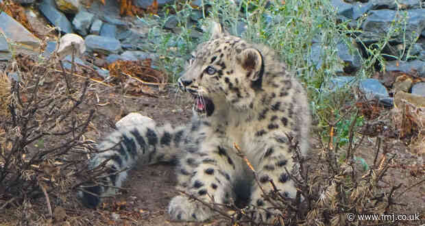 Heat pumps create cool retreat for Chester Zoo’s snow leopards
