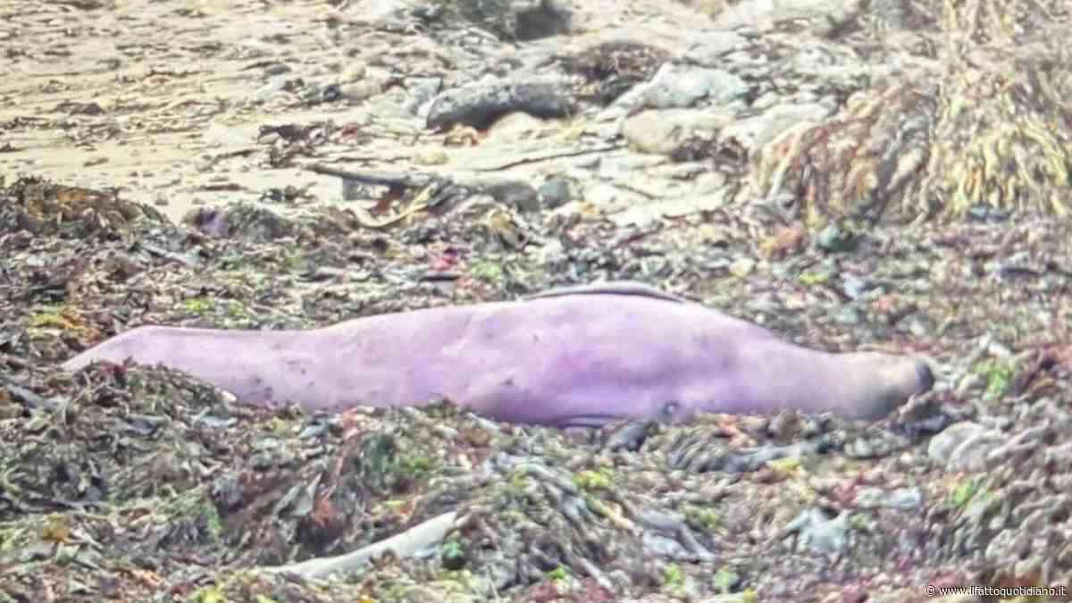 “Non è una foto fatta con l’AI, è tutto vero. Ecco perché ha quel colore”: scoperto un elefante marino dal manto viola, il ‘mistero’ risolto dagli scienziati