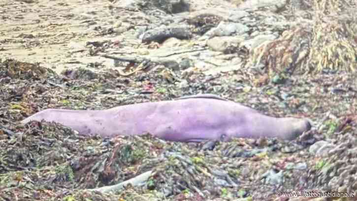 “Non è una foto fatta con l’AI, è tutto vero. Ecco perché ha quel colore”: scoperto un elefante marino dal manto viola, il ‘mistero’ risolto dagli scienziati