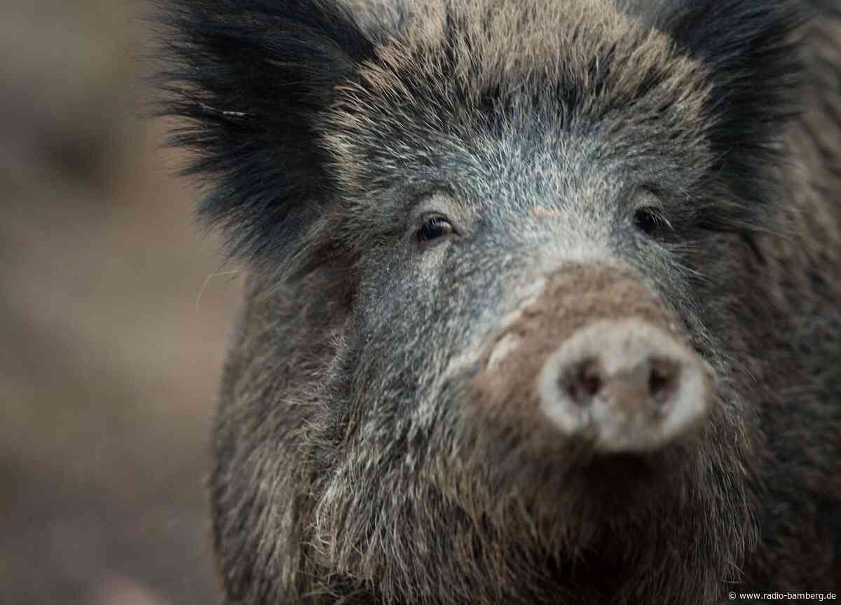 Wildschwein auf Nürnberger Friedhof erschossen