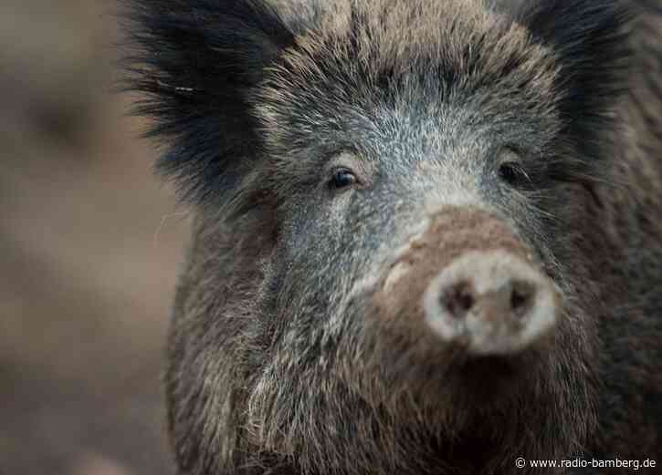 Wildschwein auf Nürnberger Friedhof erschossen