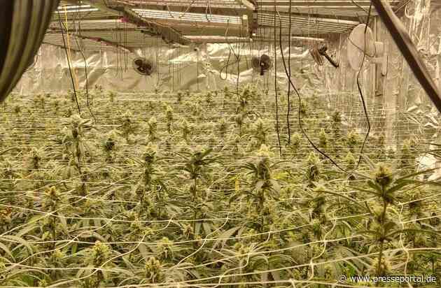 POL-EL: Fresenburg - Polizei entdeckt professionelle Cannabisplantage mit rund 1.900 Pflanzen