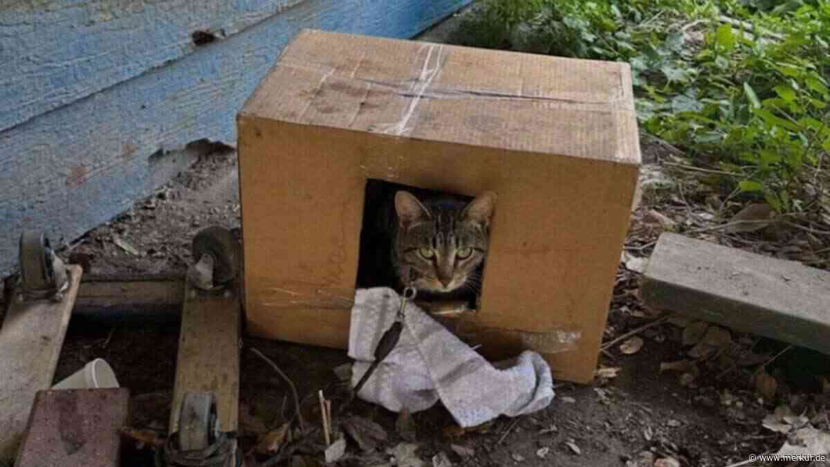 „Wer kettet eine Katze an??“ – Mikrochip an Kätzchen Blue bringt noch eine überraschende Wendung
