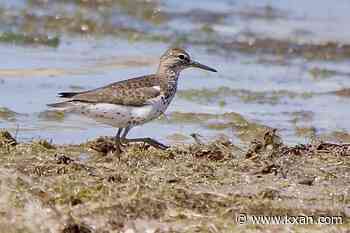 Central Texas' July bird forecast