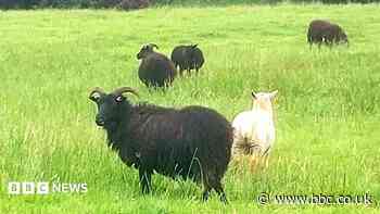 Police search for 135 sheep stolen from farm
