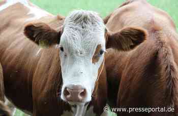 Siliermittel in der Milchwirtschaft: So sparen Landwirte Futterkosten