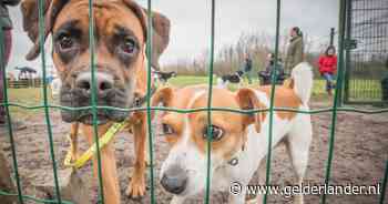 Zeer besmettelijke hondenziekte waart rond Nijmegen en Utrecht: honden vaak wel ingeënt, maar toch oproep aan dierenartsen alert te zijn