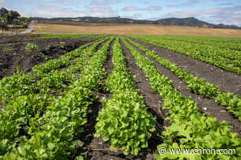 The FDA says these Texas favorites have a history of Cyclospora outbreaks