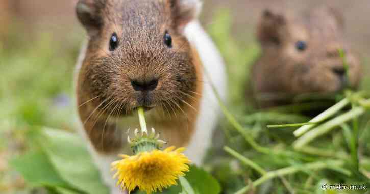 Couple living off-grid breed guinea pigs ‘as big as rabbits’ to eat
