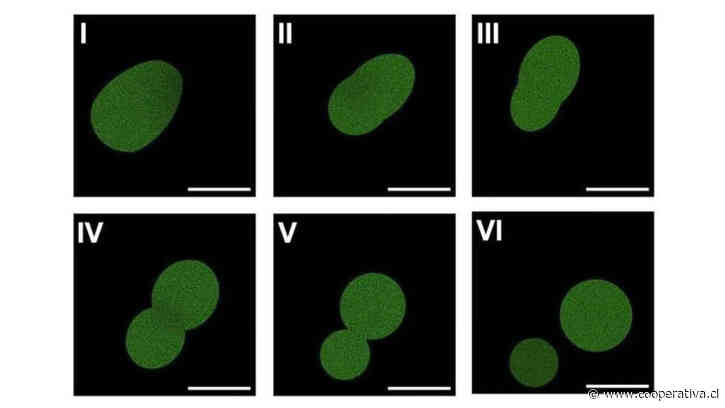 Impactante: crean la primera célula artificial capaz de reproducirse y completar un ciclo de vida autónomo