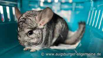 Und plötzlich springt ein Chinchilla einem Mann in Augsburg auf die Schulter