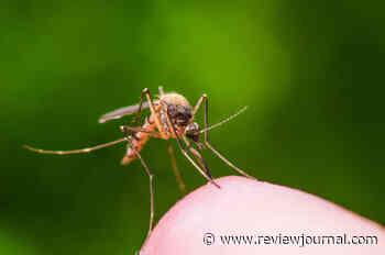 Additional mosquito pools test positive for West Nile virus in Clark County
