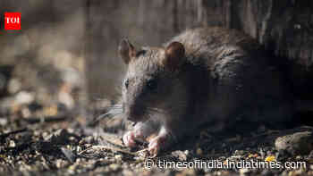7 viral techniques people are using to keep mice away without poison
