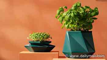 Forget repotting! Scottish inventors unveil the world's first plant pot that GROWS as your houseplant gets bigger