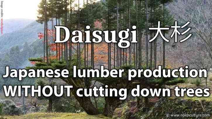 How Japan Invented Daisugi, the Ancient Method of Growing Lumber Without Cutting Down Trees