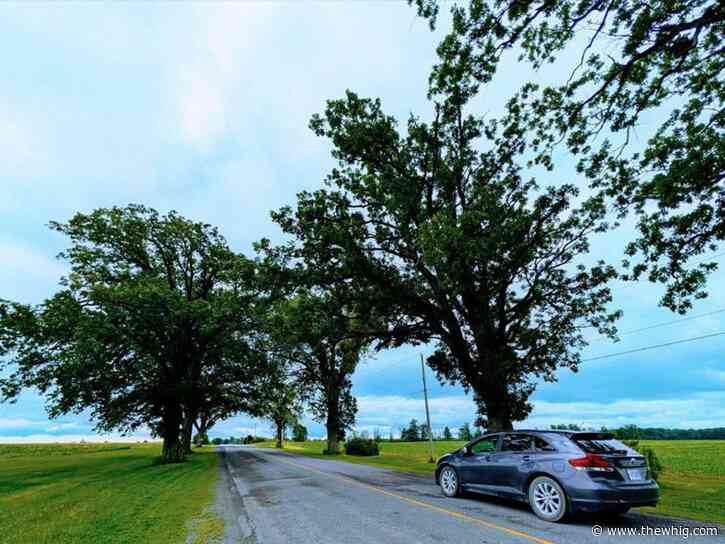 Lennox and Addington pauses removal of centuries-old oaks after emotional debate over safety and heritage
