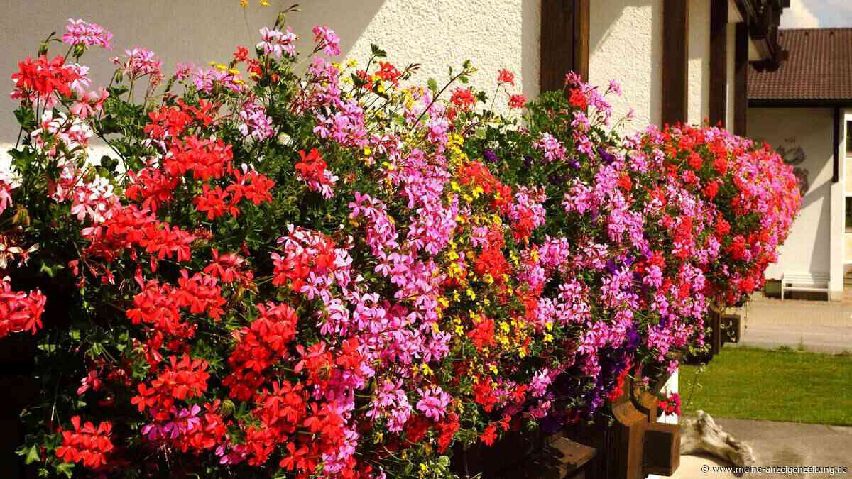 „Geranien sind eben keine Kälber“ – Hausmittel und typische Dünge-Fehler